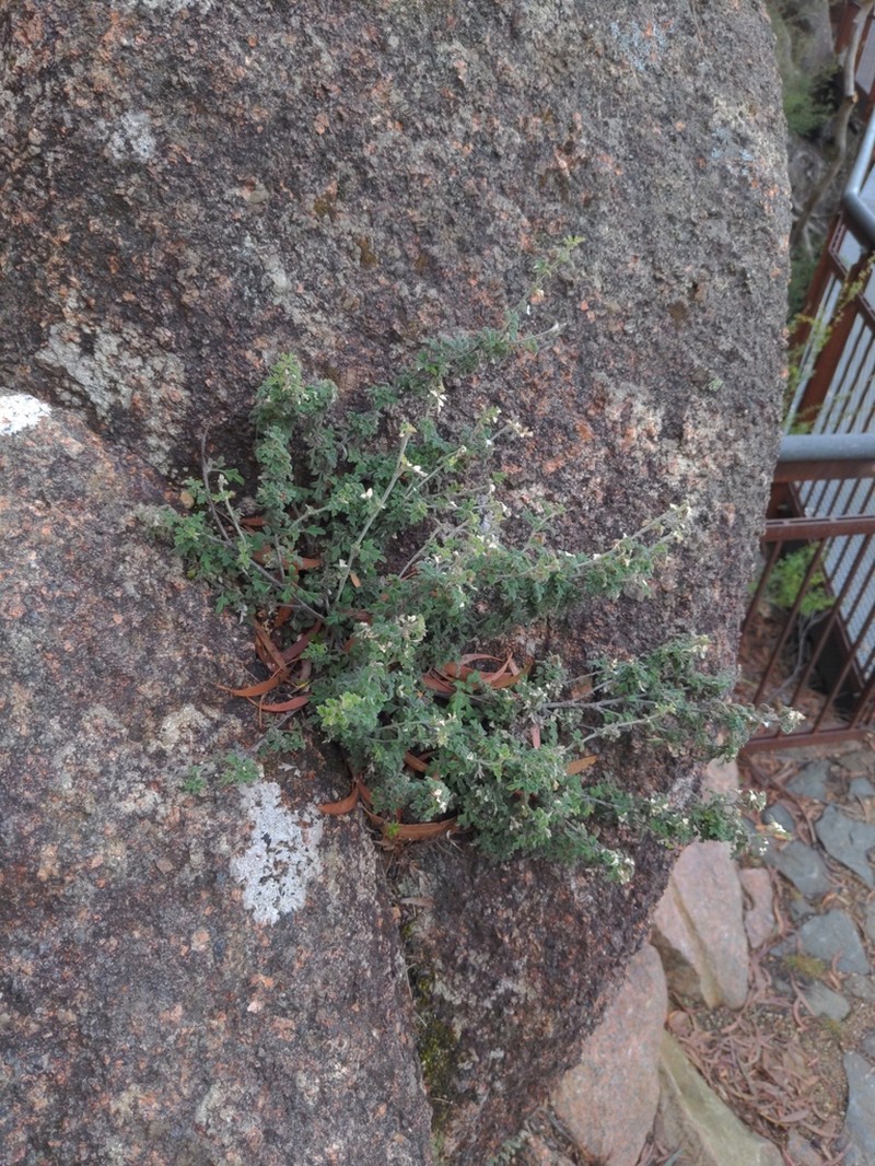 Xanthosia ternifolia photo 3
