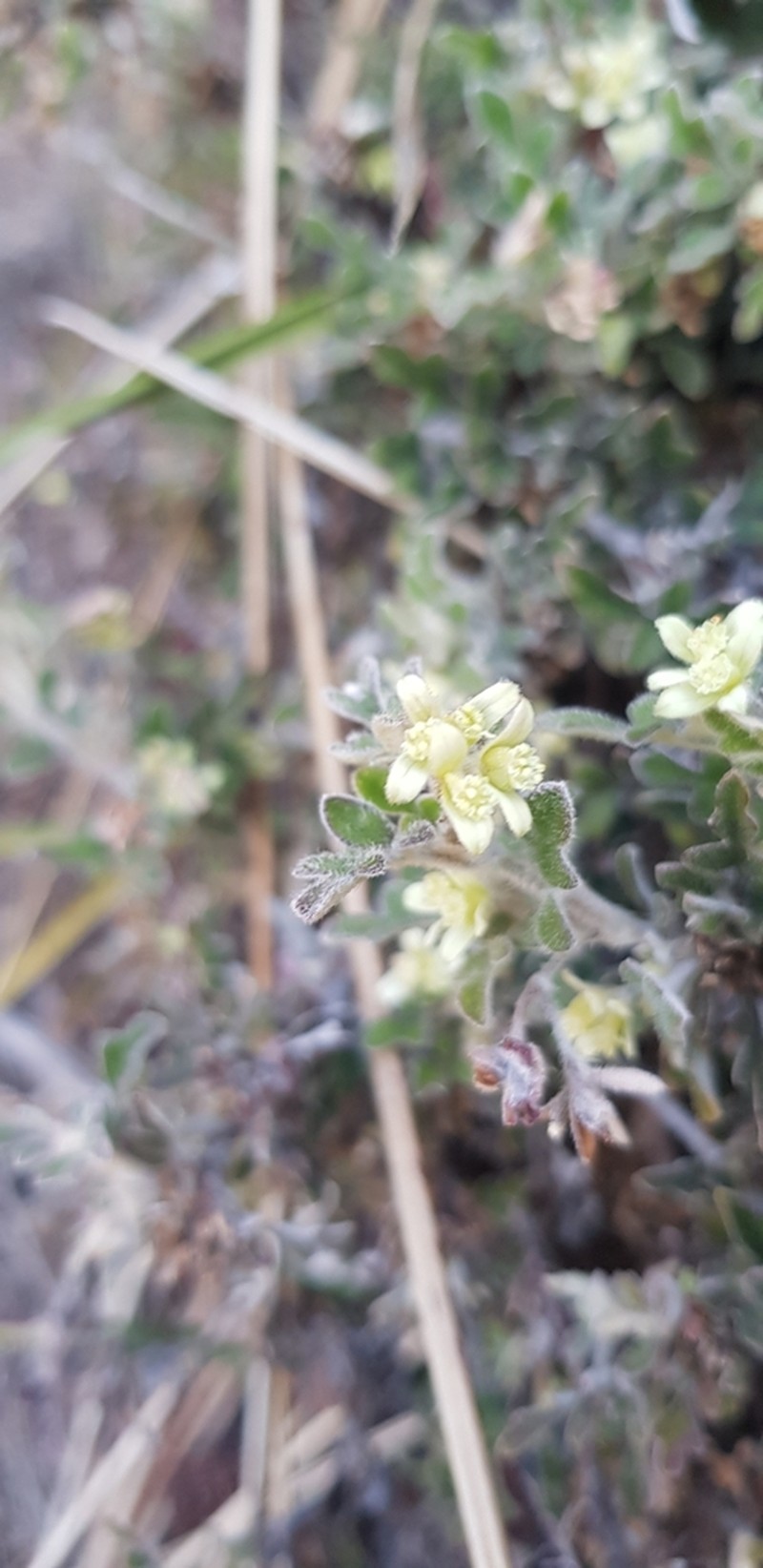 Xanthosia ternifolia photo 4