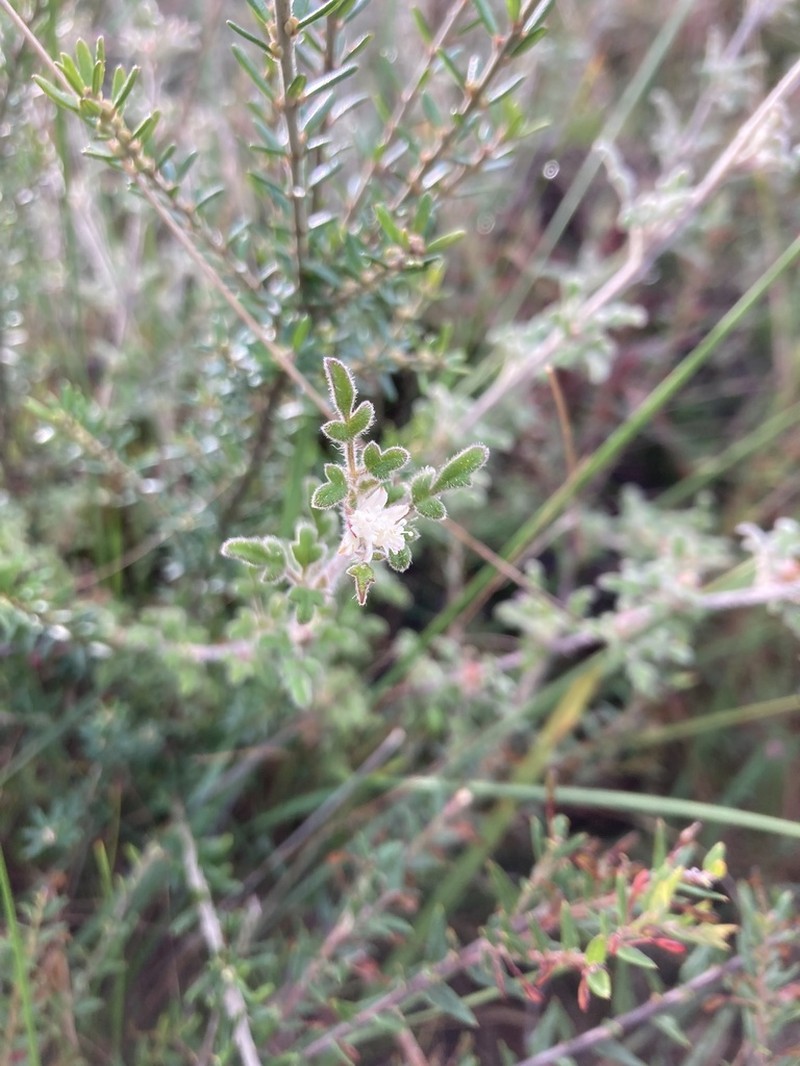 Xanthosia ternifolia photo 5