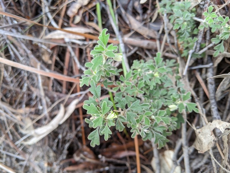 Xanthosia ternifolia photo 6