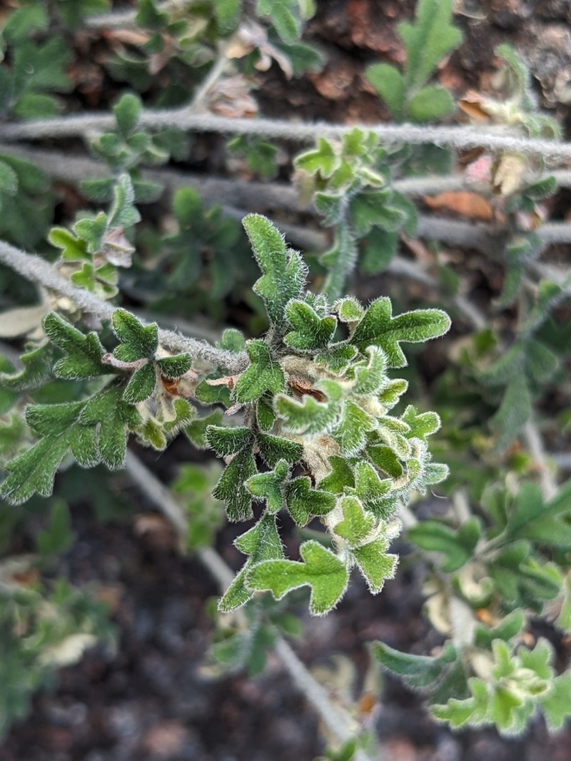 Xanthosia ternifolia photo 7