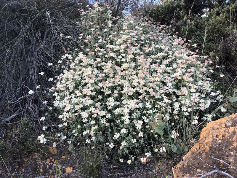 Xanthosia tomentosa
