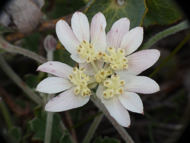 Xanthosia tomentosa photo 2
