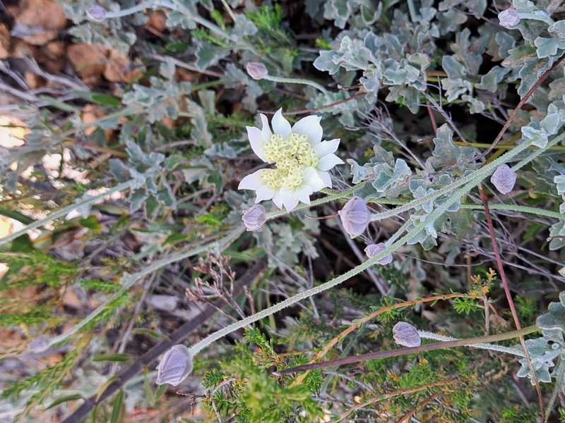 Xanthosia tomentosa photo 3