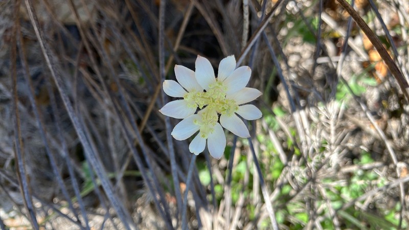 Xanthosia tomentosa photo 4