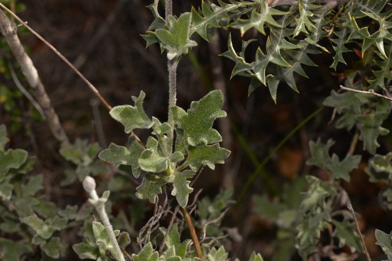 Xanthosia tomentosa photo 5