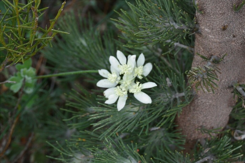 Xanthosia tomentosa photo 6