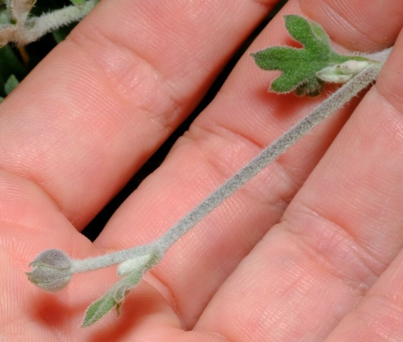Xanthosia tomentosa photo 7