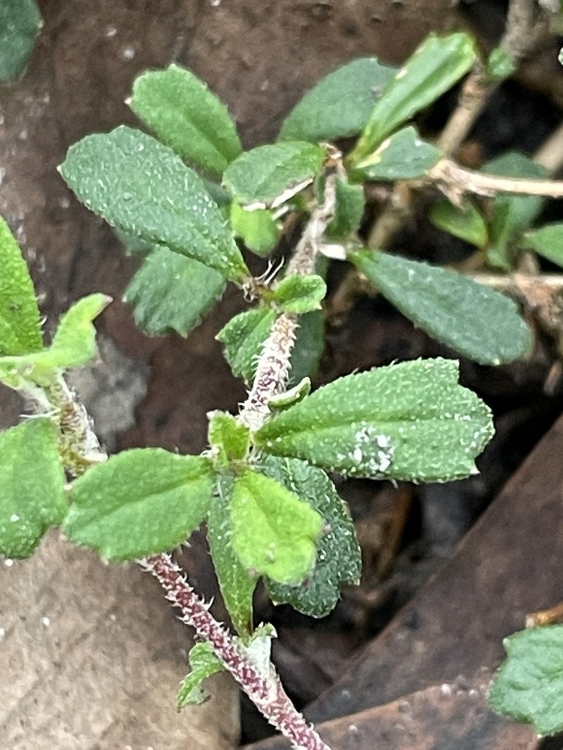 Xanthosia tridentata