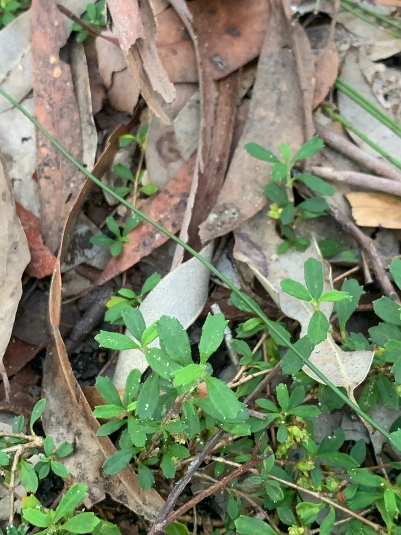 Xanthosia tridentata photo 2