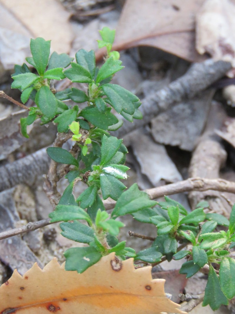 Xanthosia tridentata photo 3
