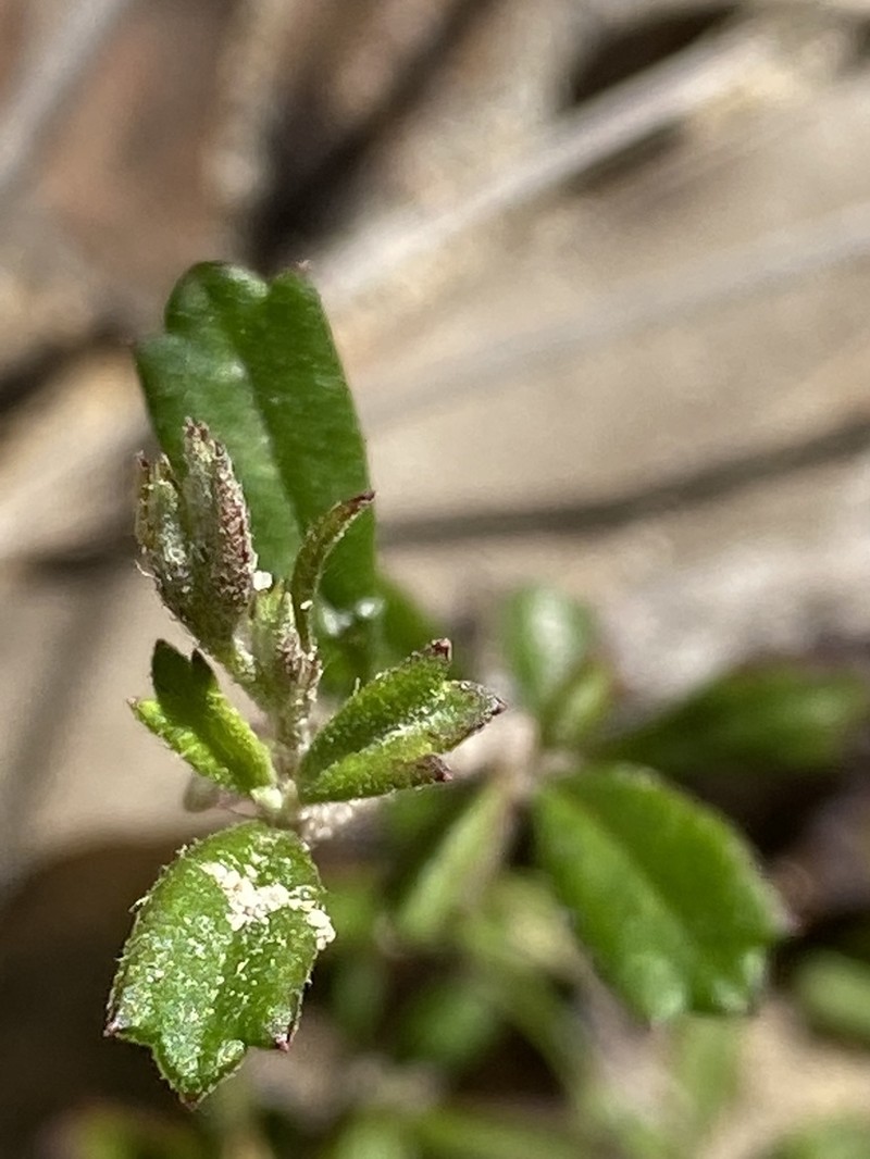 Xanthosia tridentata photo 4