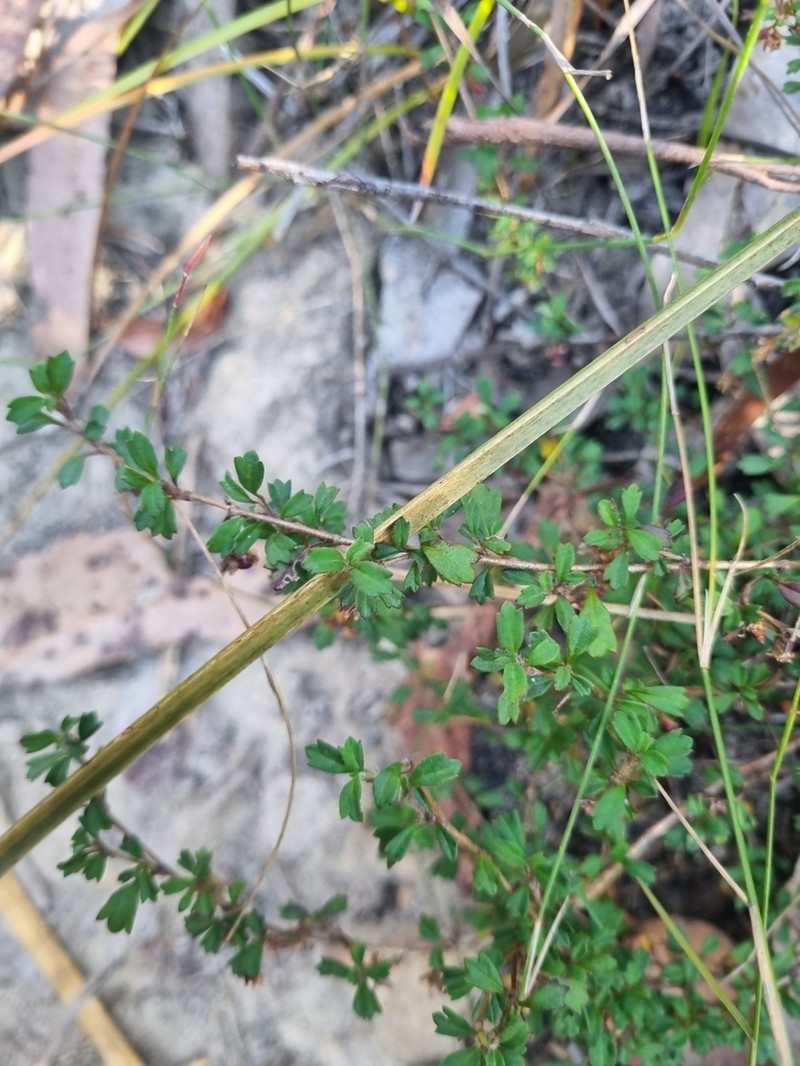Xanthosia tridentata photo 5