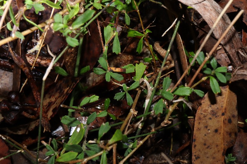 Xanthosia tridentata photo 6