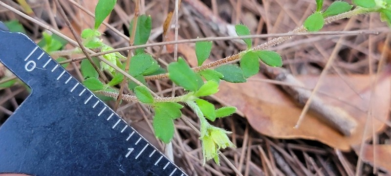 Xanthosia tridentata photo 7
