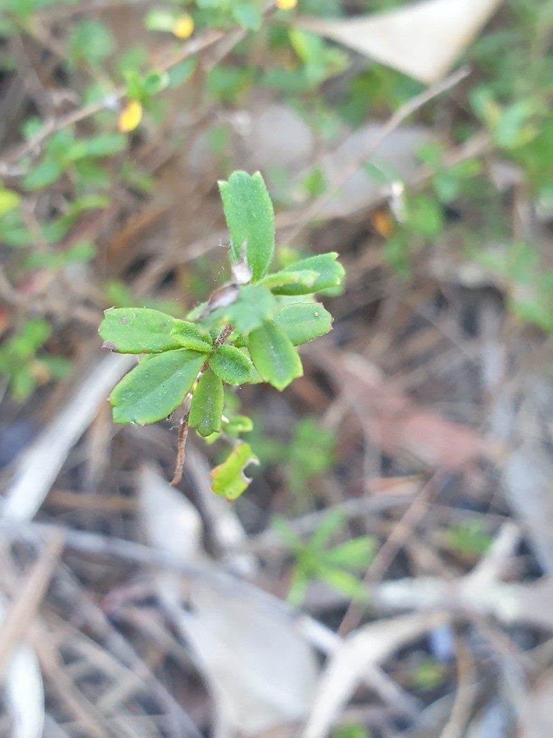 Xanthosia tridentata photo 8