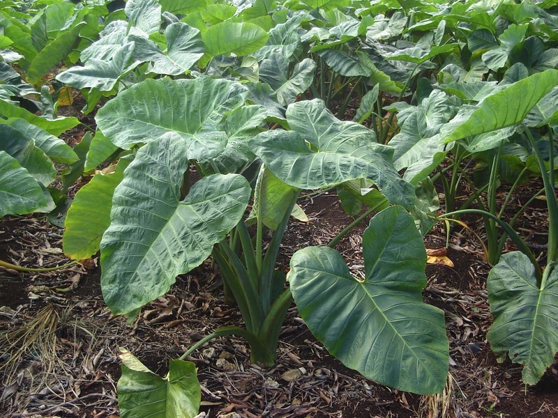 Yautia Amarilla