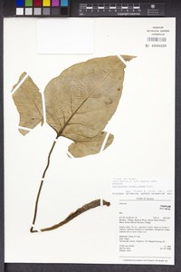 Tahitian Spinach