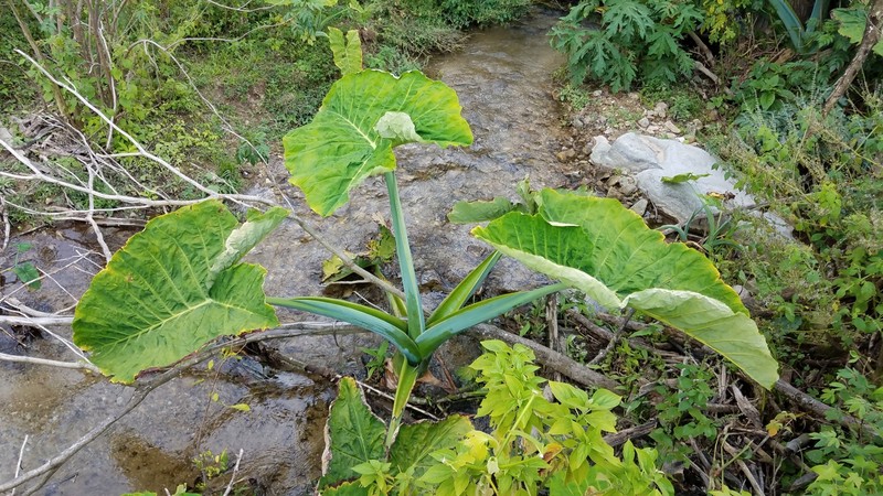 Tahitian Spinach