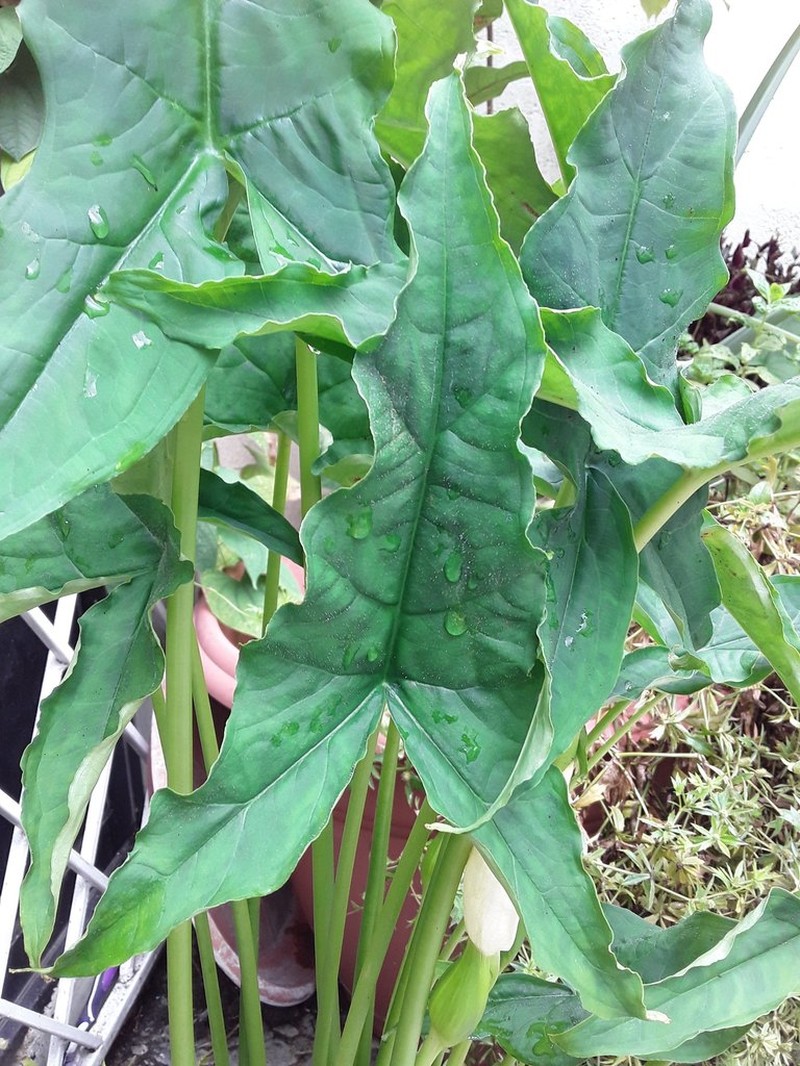 Xanthosoma guayaquilense