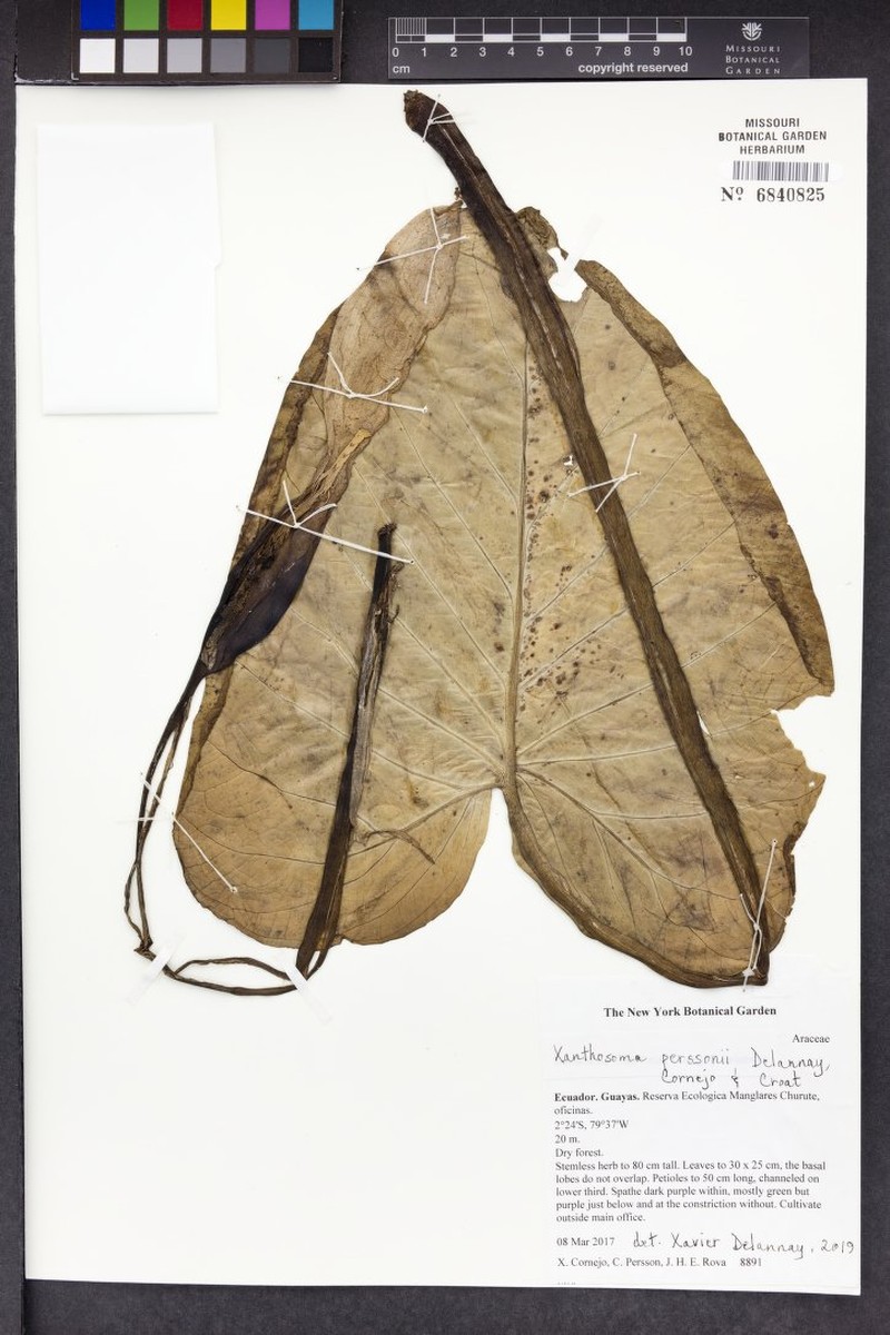 Xanthosoma perssonii