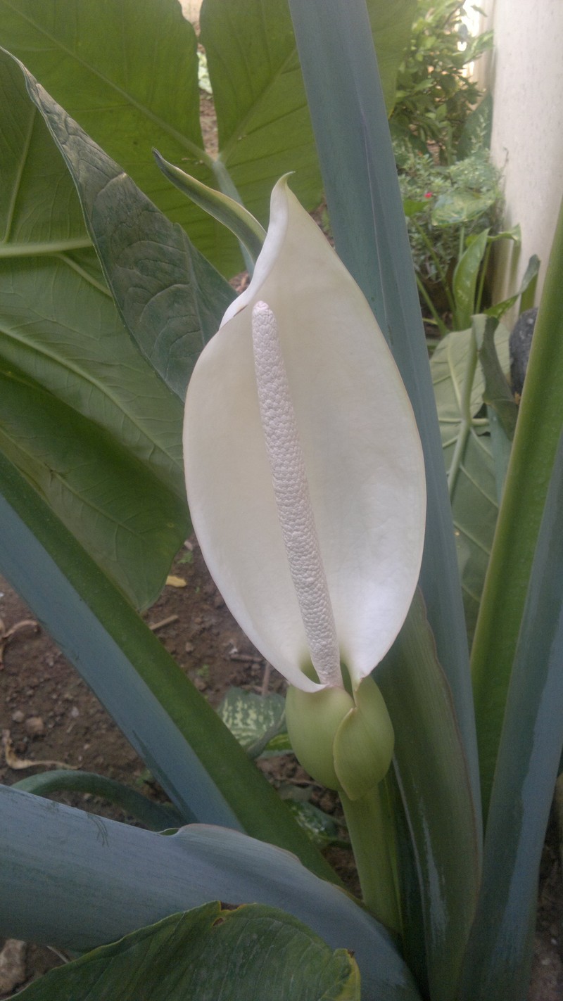 Rosy Malanga