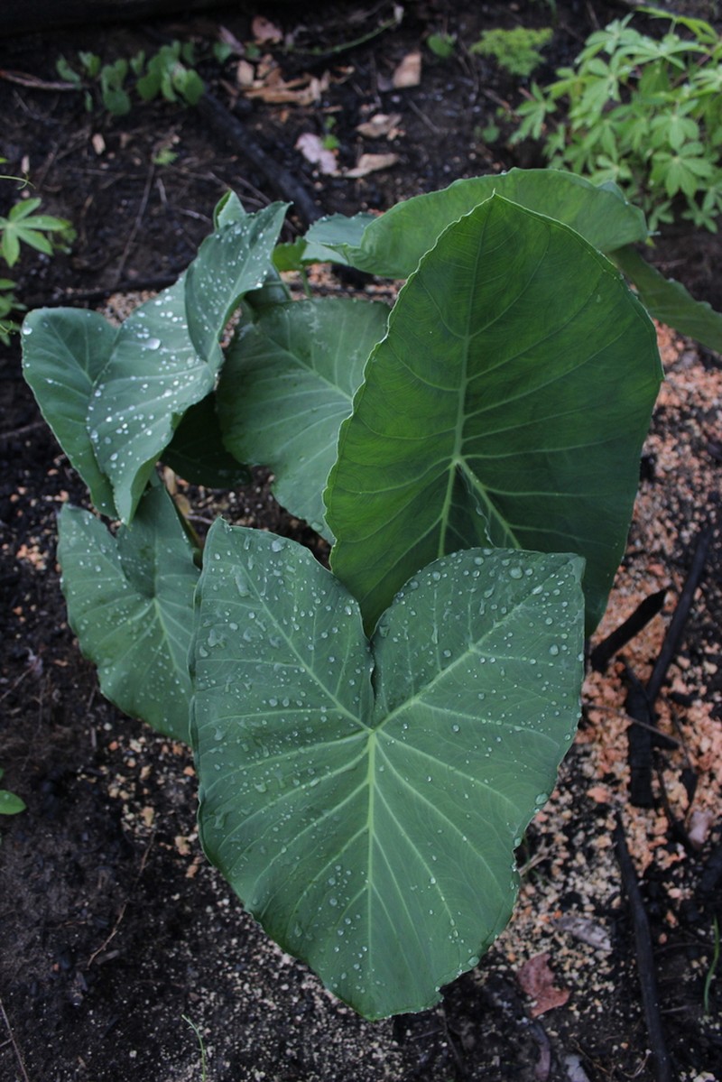 Arrowleaf Elephant's Ear photo 2