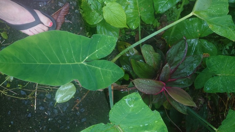 Arrowleaf Elephant's Ear photo 3