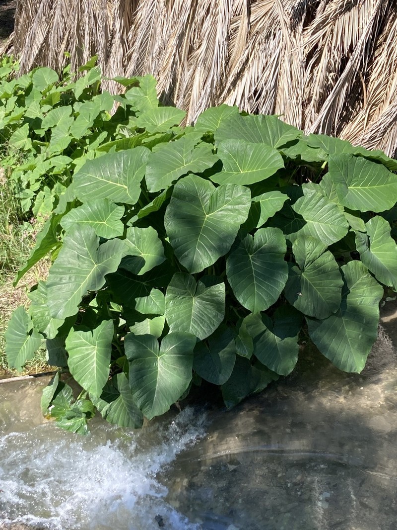 Arrowleaf Elephant's Ear photo 5