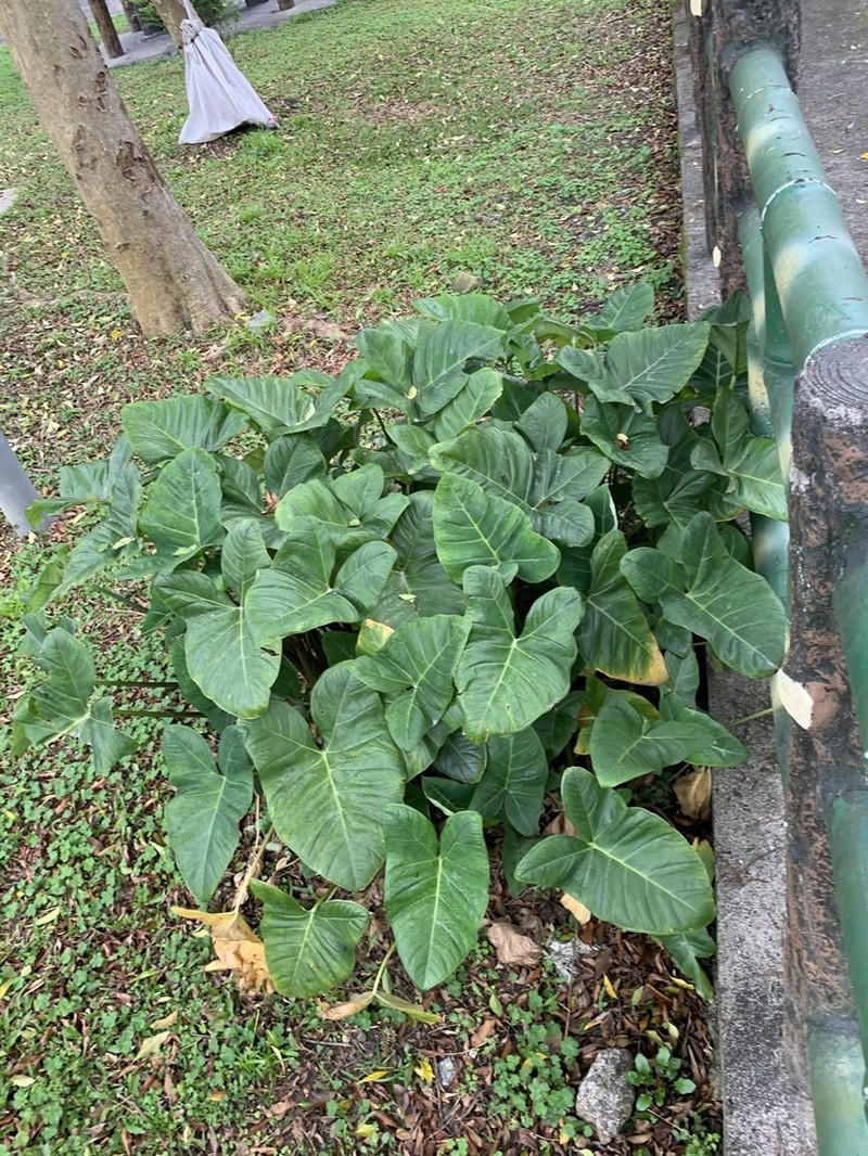 Arrowleaf Elephant's Ear photo 6