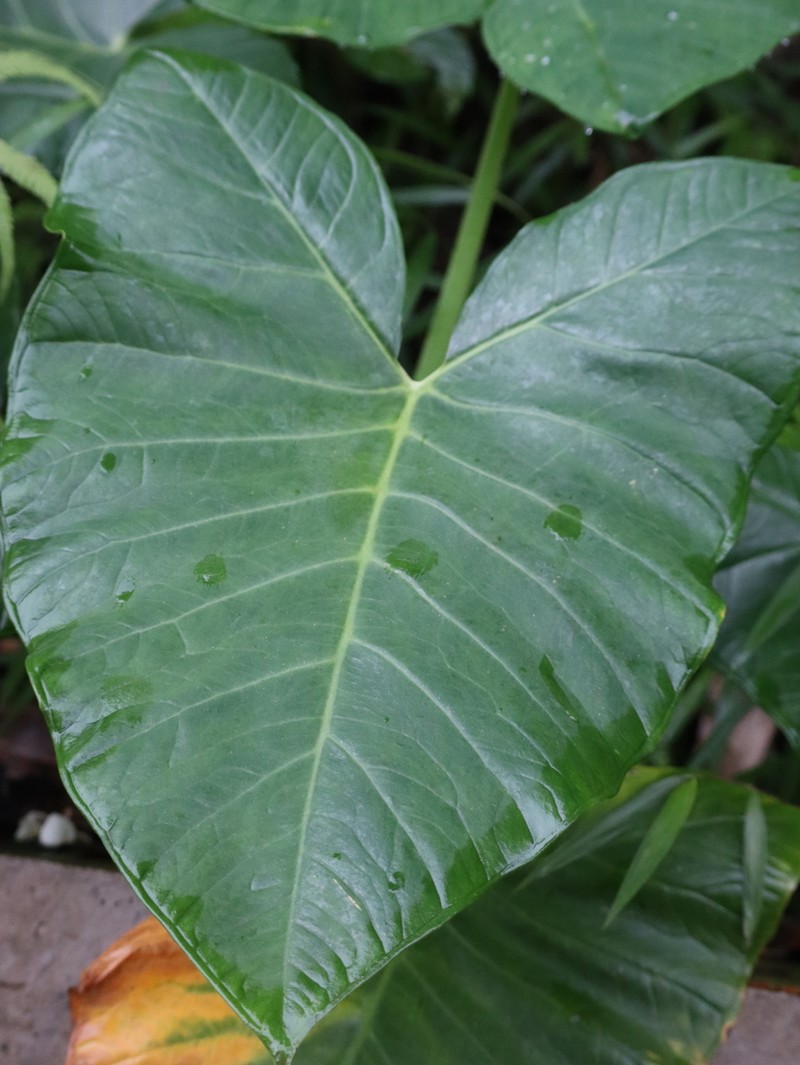 Arrowleaf Elephant's Ear photo 7