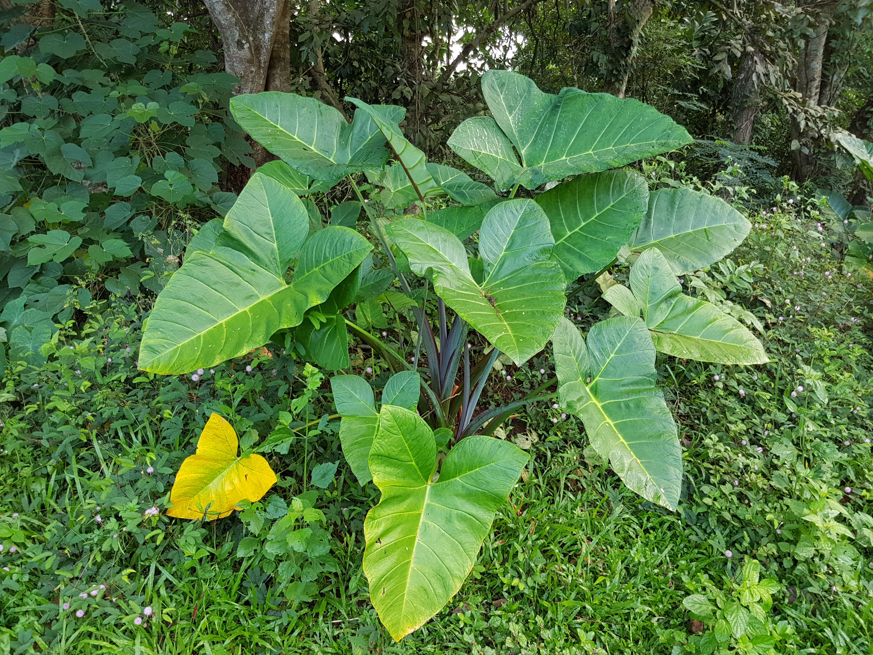 Arrowleaf Elephant's Ear