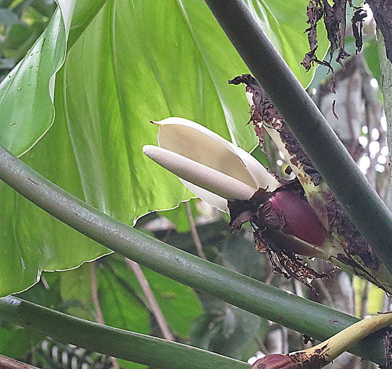 Tall Elephant's Ear photo 4