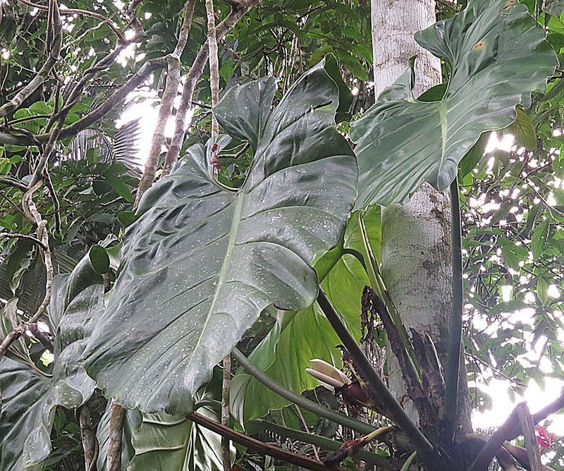 Tall Elephant's Ear photo 5