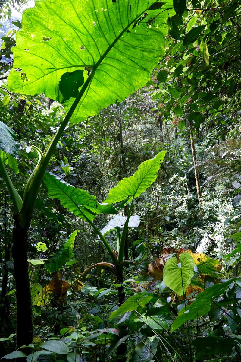 Tall Elephant's Ear photo 6