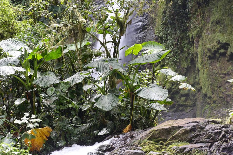 Tall Elephant's Ear photo 7