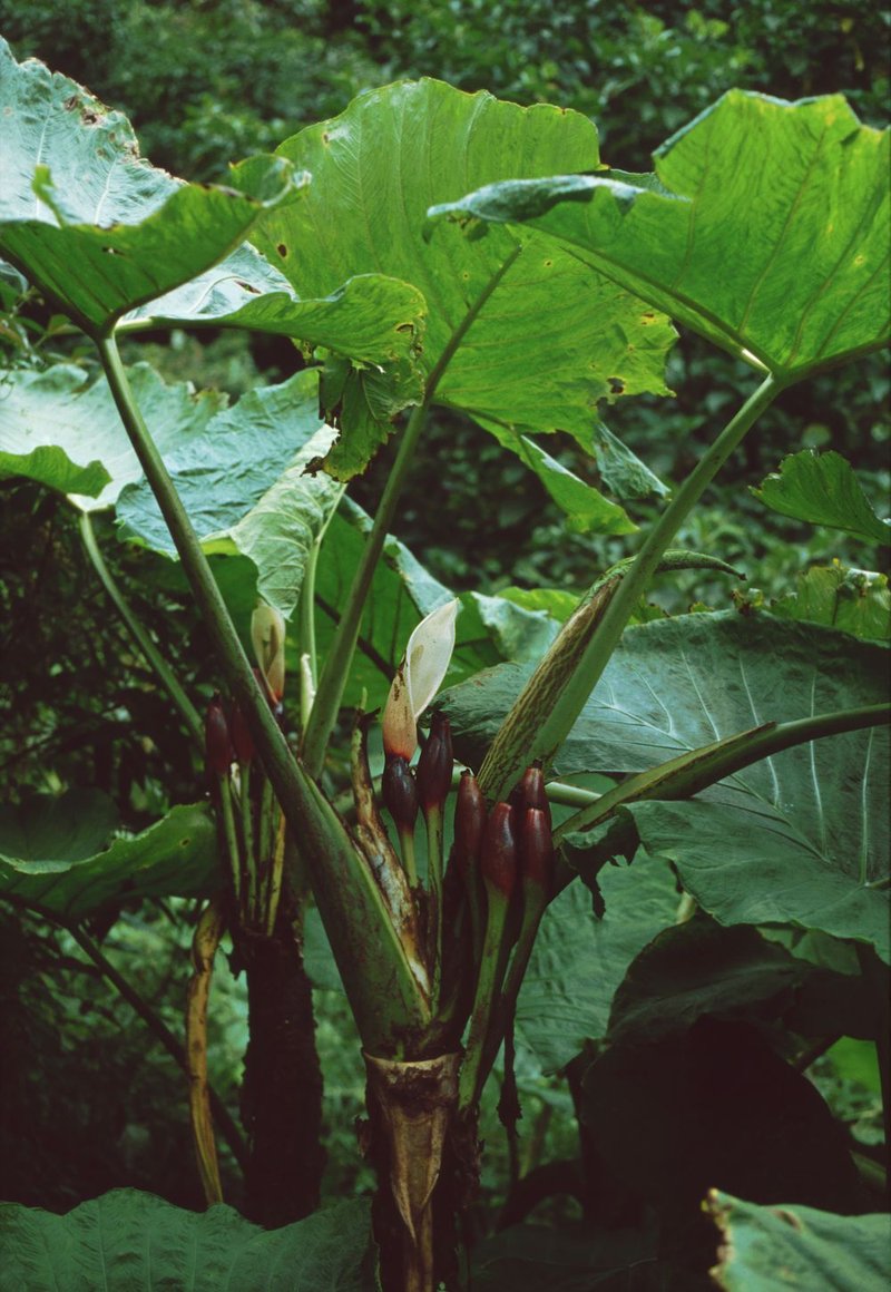 Tall Elephant's Ear photo 8