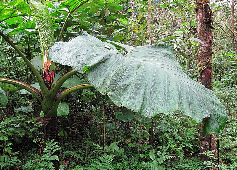 Tall Elephant's Ear photo 2