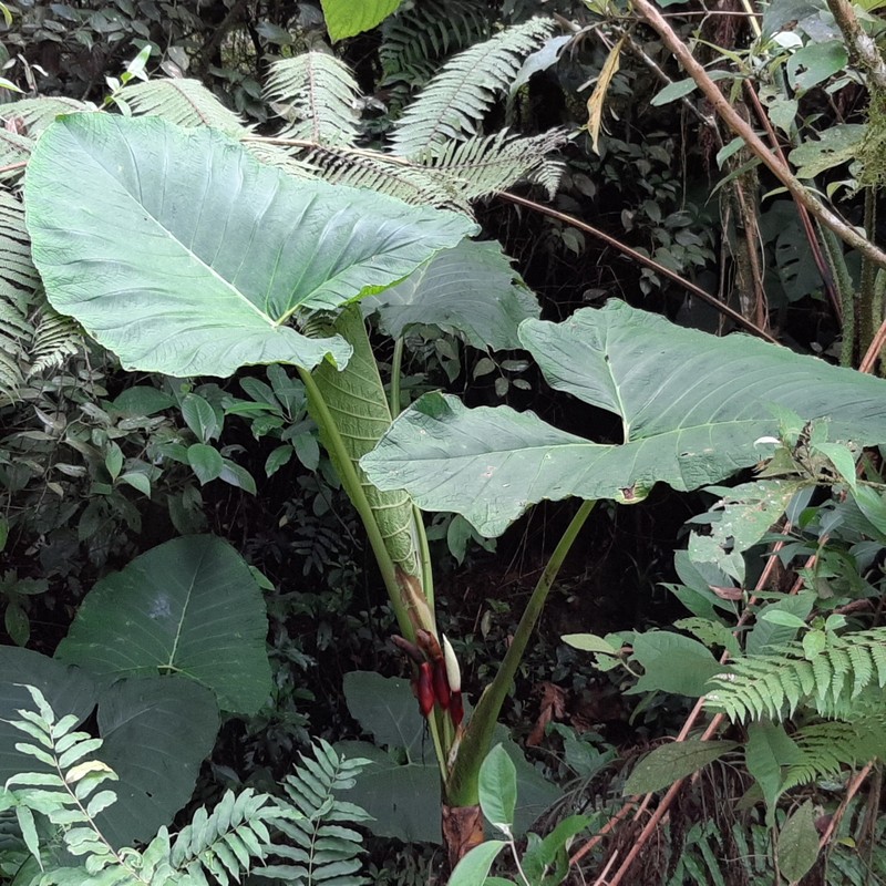 Tall Elephant's Ear