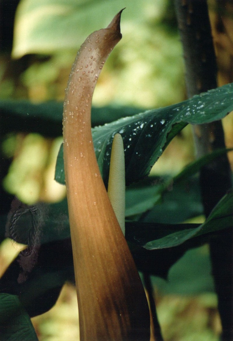 Purplestem Taro