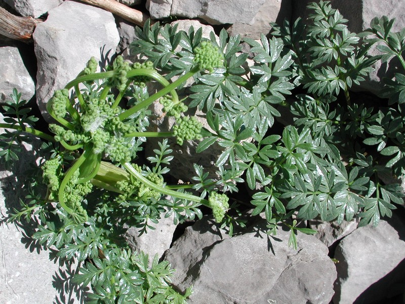 Xatardia scabra