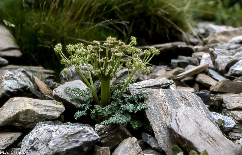 Xatardia scabra photo 2