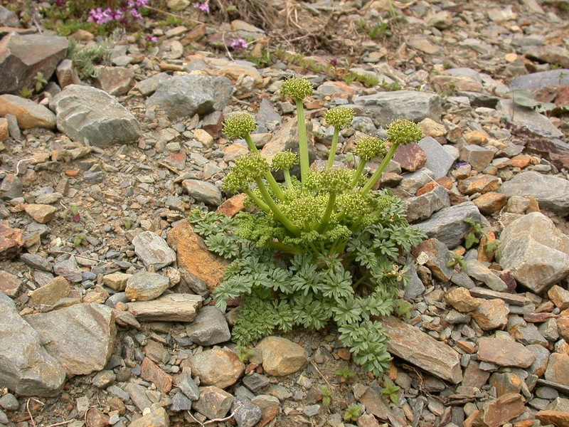 Xatardia scabra photo 3
