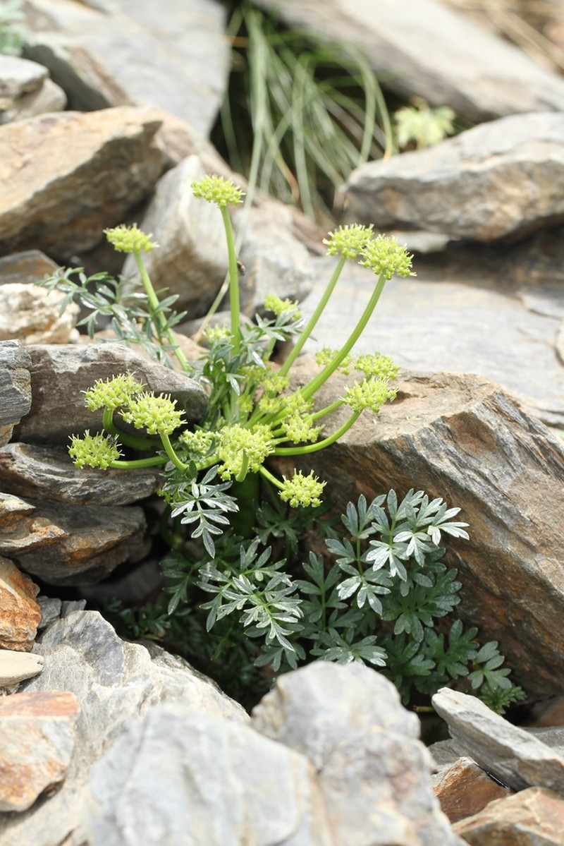 Xatardia scabra photo 4