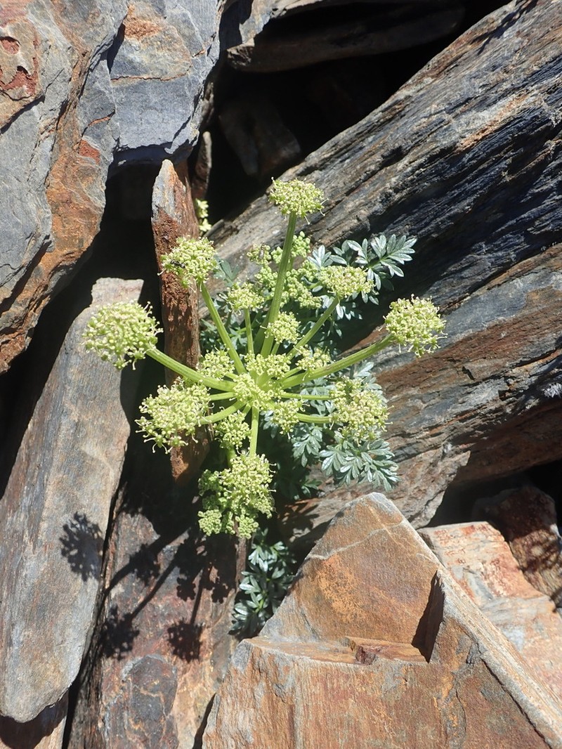 Xatardia scabra photo 6