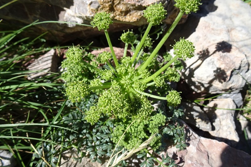 Xatardia scabra photo 7