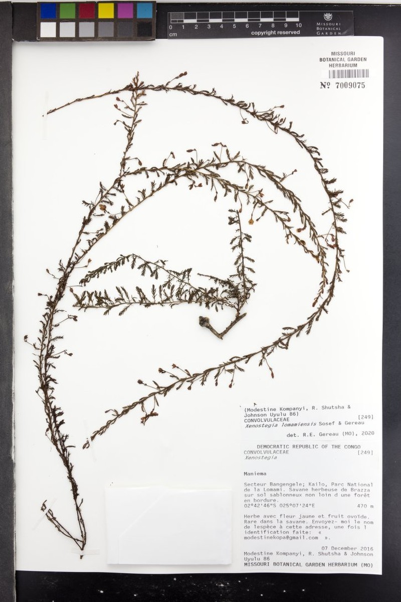 Xenostegia lomamiensis