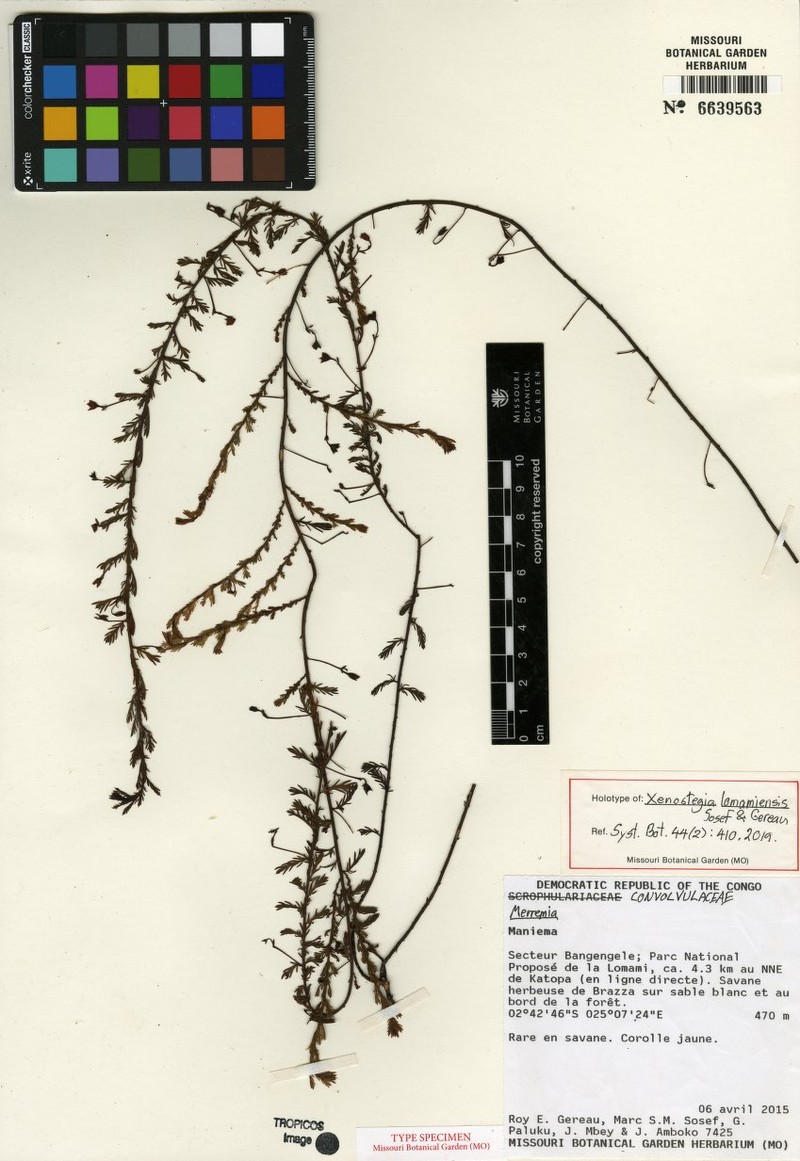 Xenostegia lomamiensis photo 2
