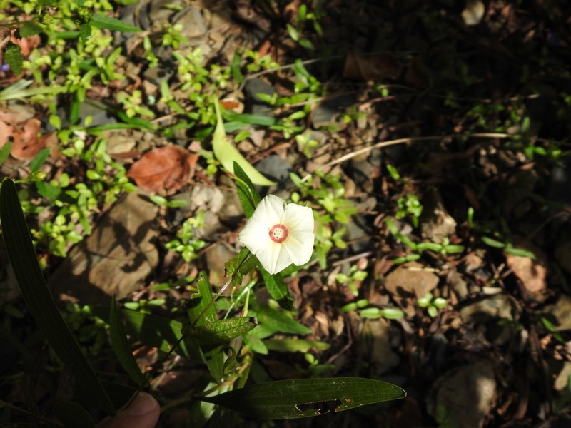 African Morningvine photo 3