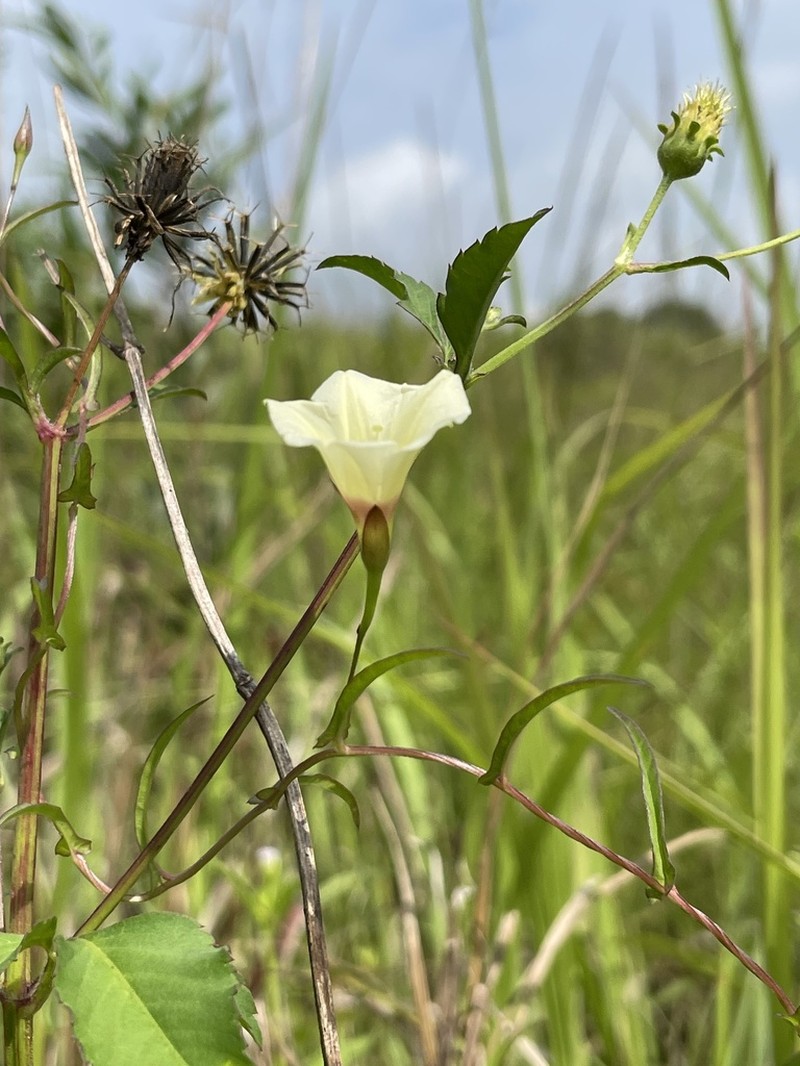 African Morningvine photo 4